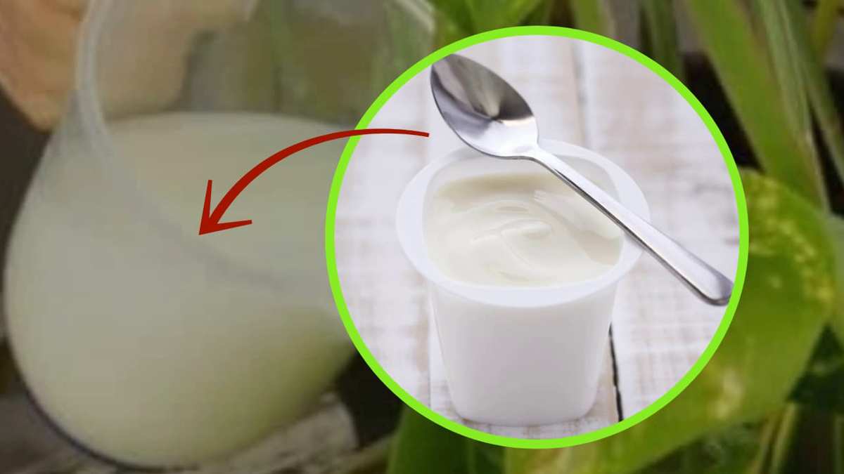 Le yaourt dans les plantes
