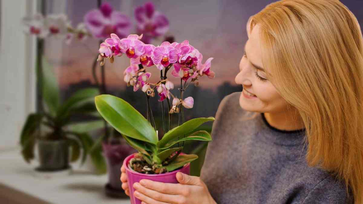 fleurit Orchidée