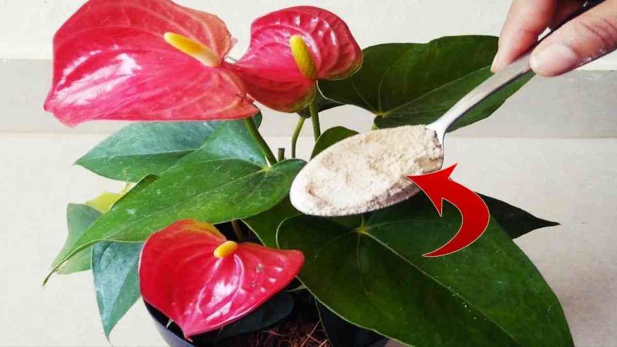 Anthurium fleurira