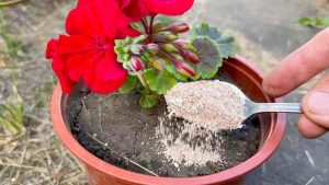 plantes et elles fleuriront