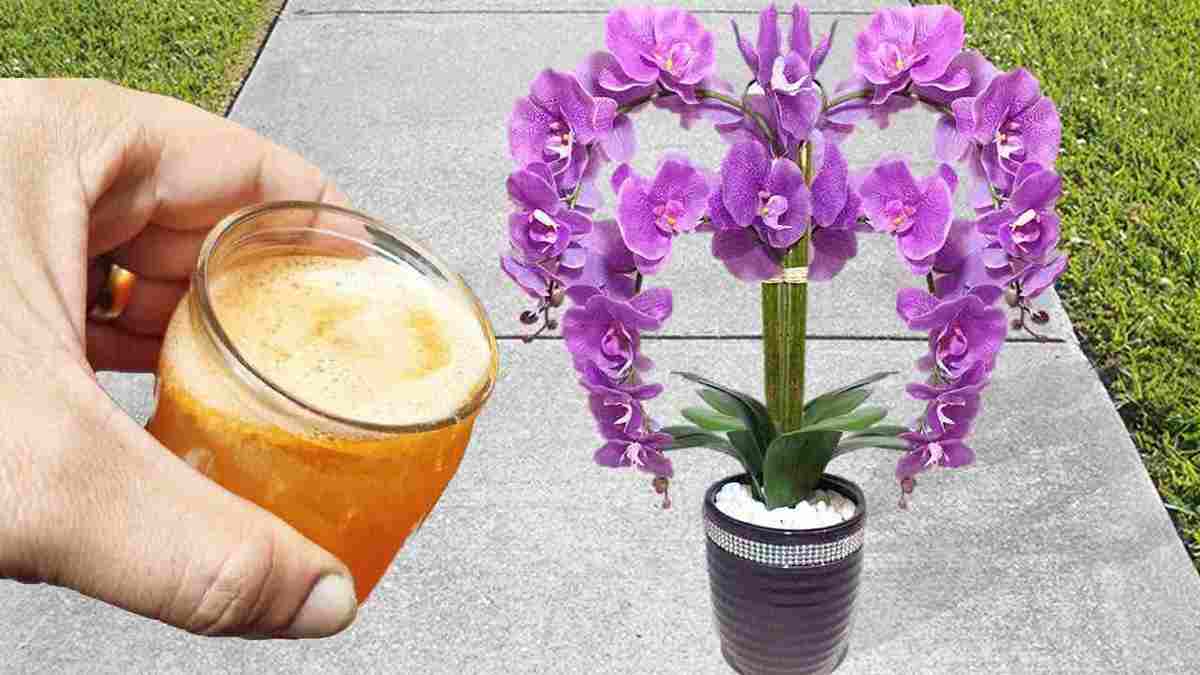 arroser vos orchidées
