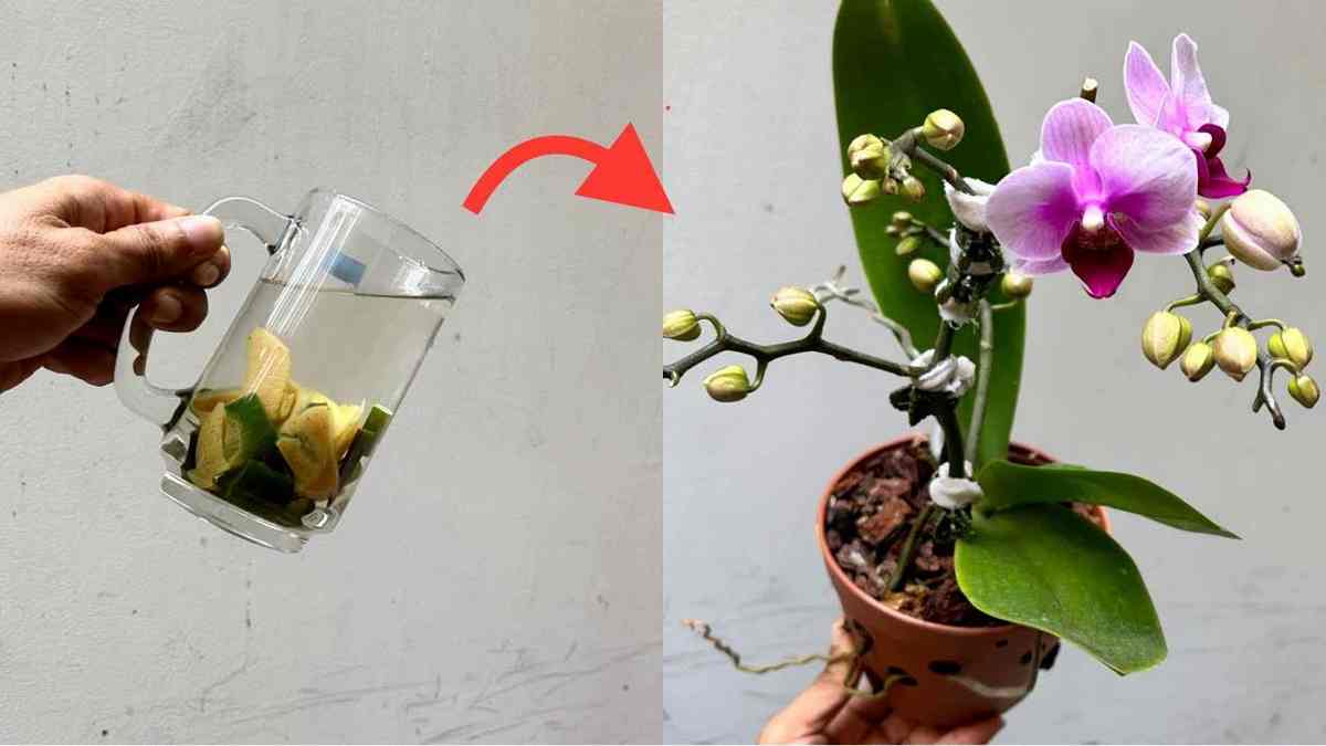 les orchidées dureront jusqu'à 5 ans
