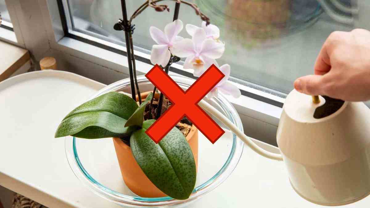 l’orchidée qui risque de le jeter