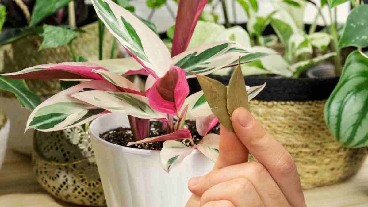 Mettez 3 feuilles de laurier sur les plantes