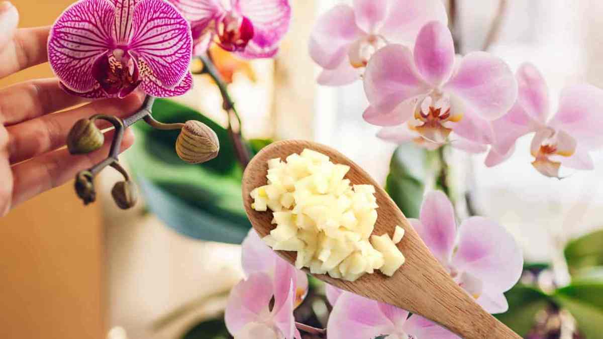 Orchidée saine et luxuriante