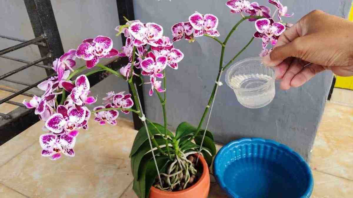 orchidée vigoureuse avec beaucoup de feuilles brillantes