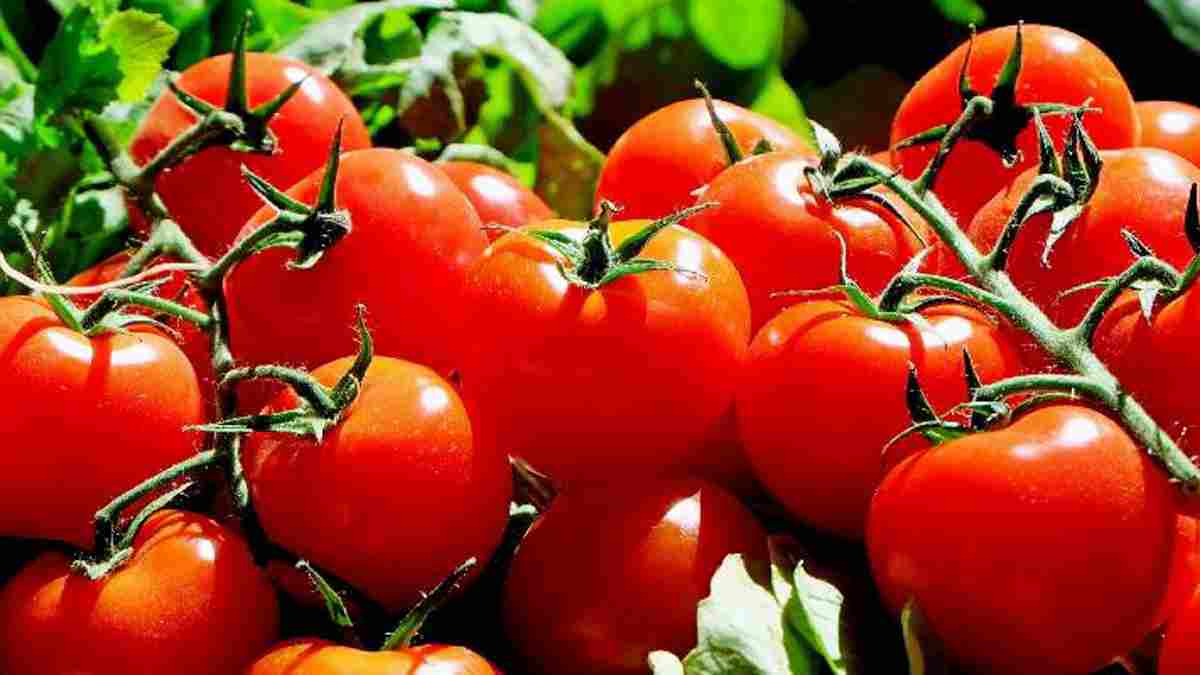 Tomates au potager ou au balcon