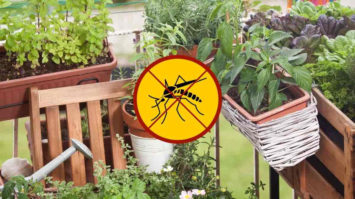 Éloignez les moustiques de votre maison