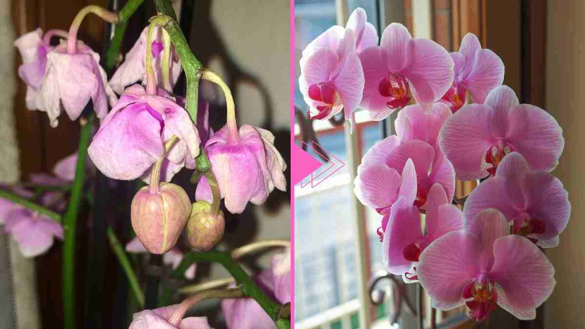 L'orchidée fané