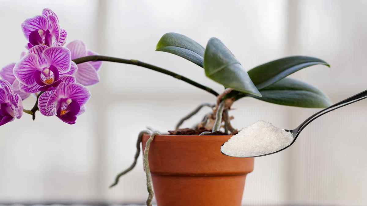nourrirez votre orchidée