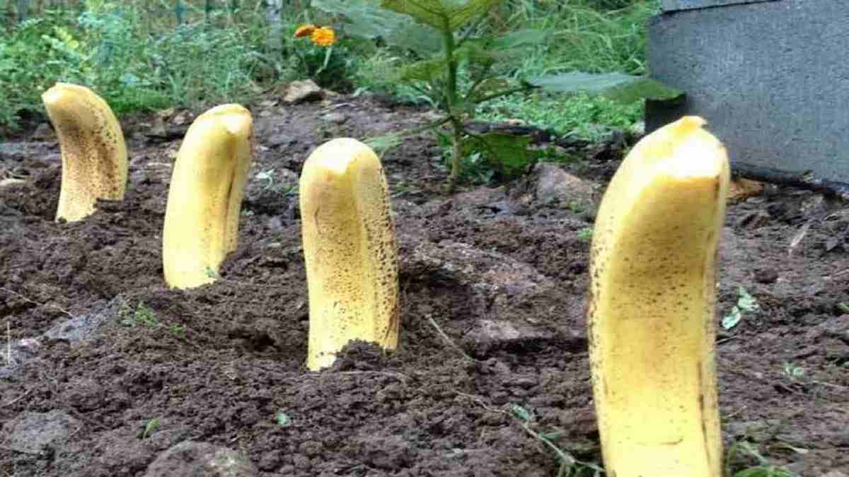 Plantez quatre bananes dans votre jardin