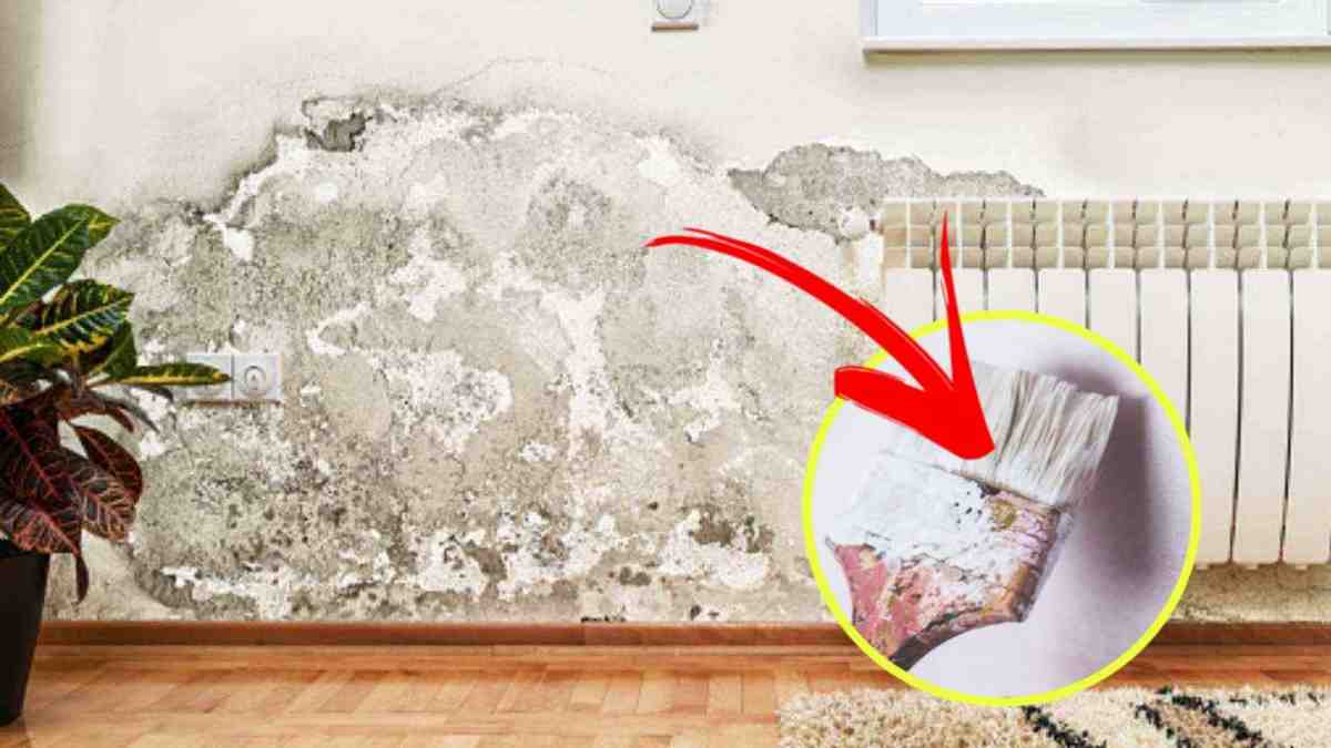 remède naturel pour éliminer la moisissure des murs