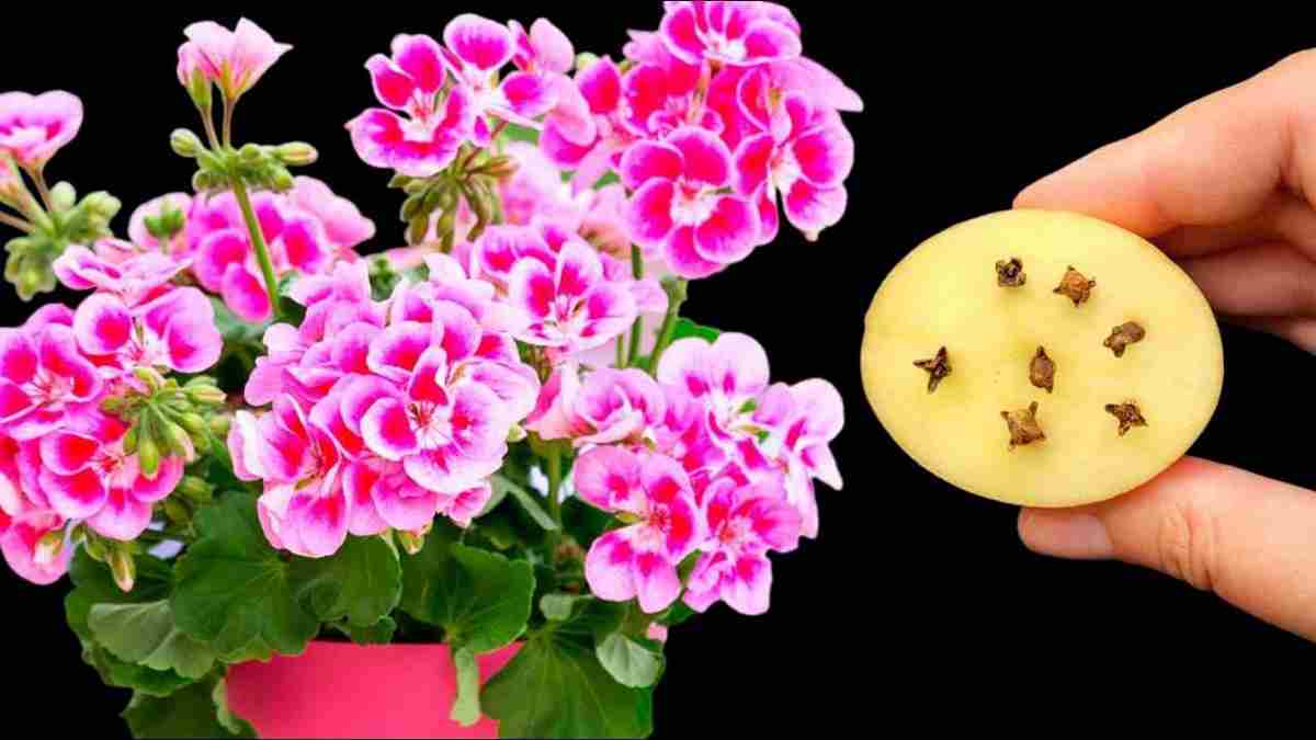 élimine les parasites de toutes vos fleurs et plantes