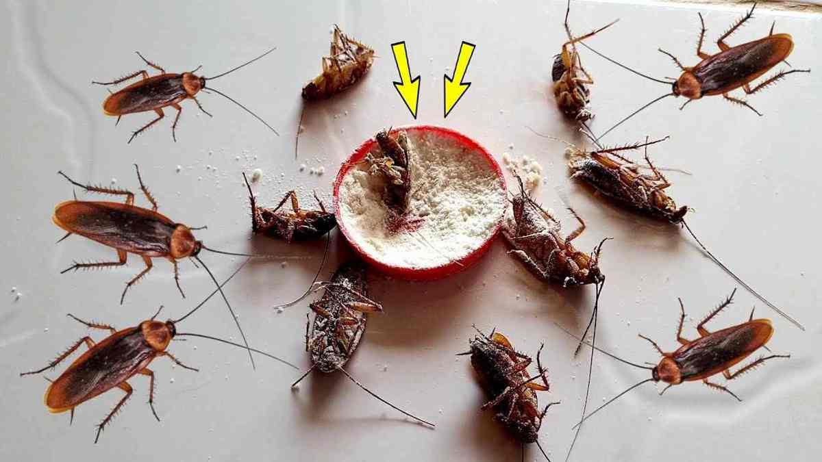 éliminer les cafards et les fourmis