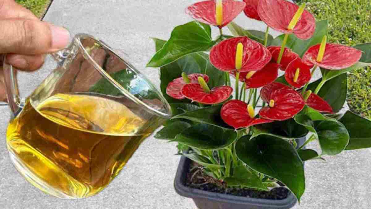 fleurir les plantes de votre balcon