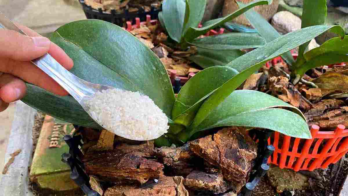 naturel aidera votre orchidée à rester en bonne santé
