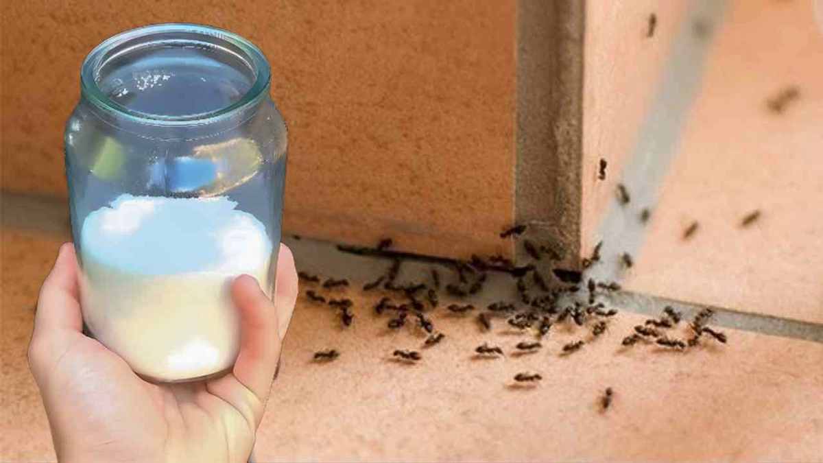 les fourmis dans la maison