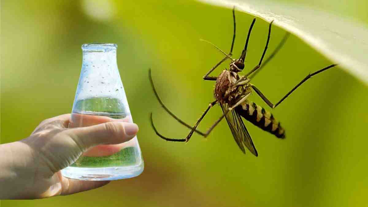 les moustiques disparaîtront de votre vue