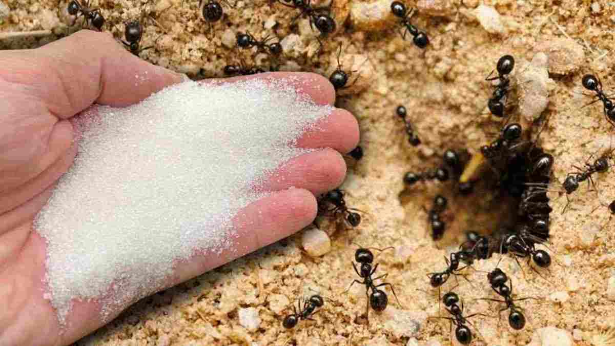 Se débarrasser des fourmis sans utiliser de produits chimiques