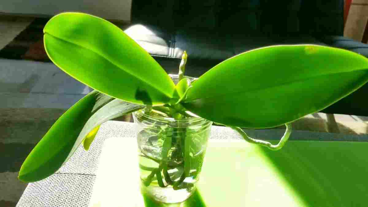 Une orchidée vivante et florissante