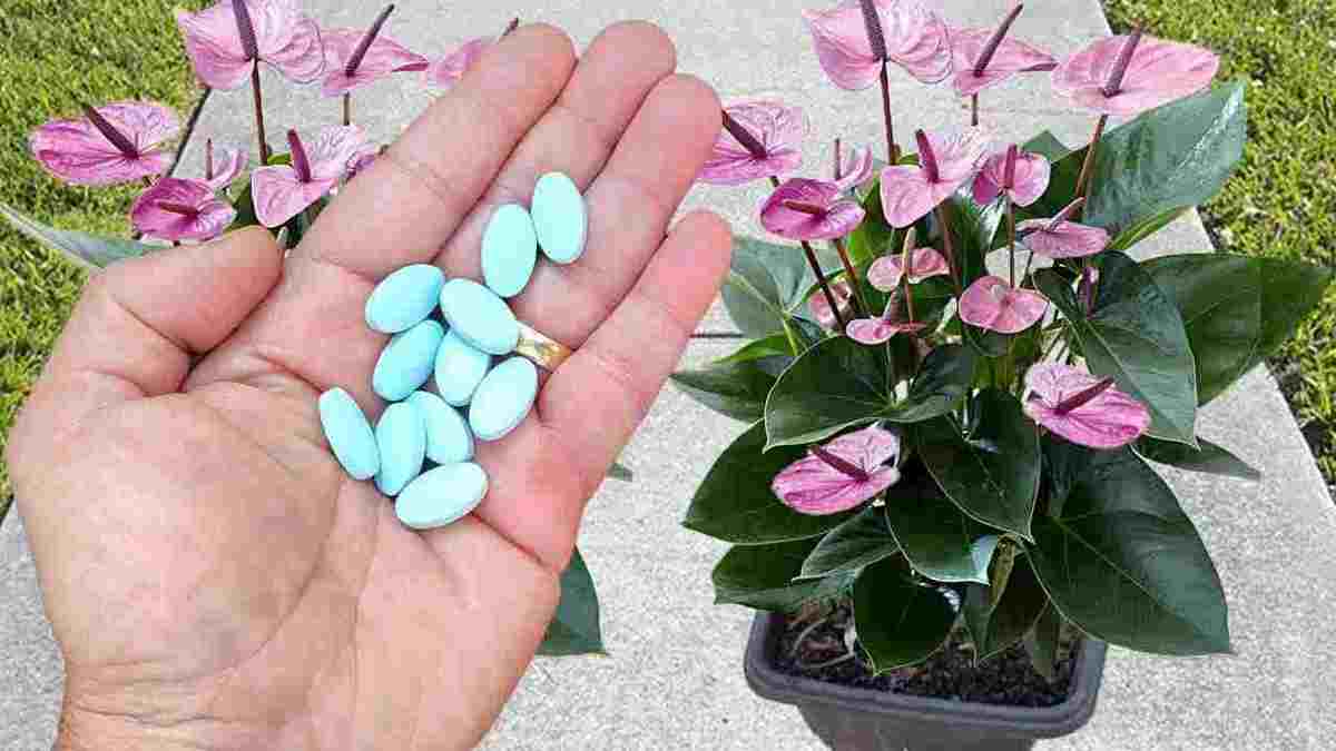 Une pilule sur vos plantes