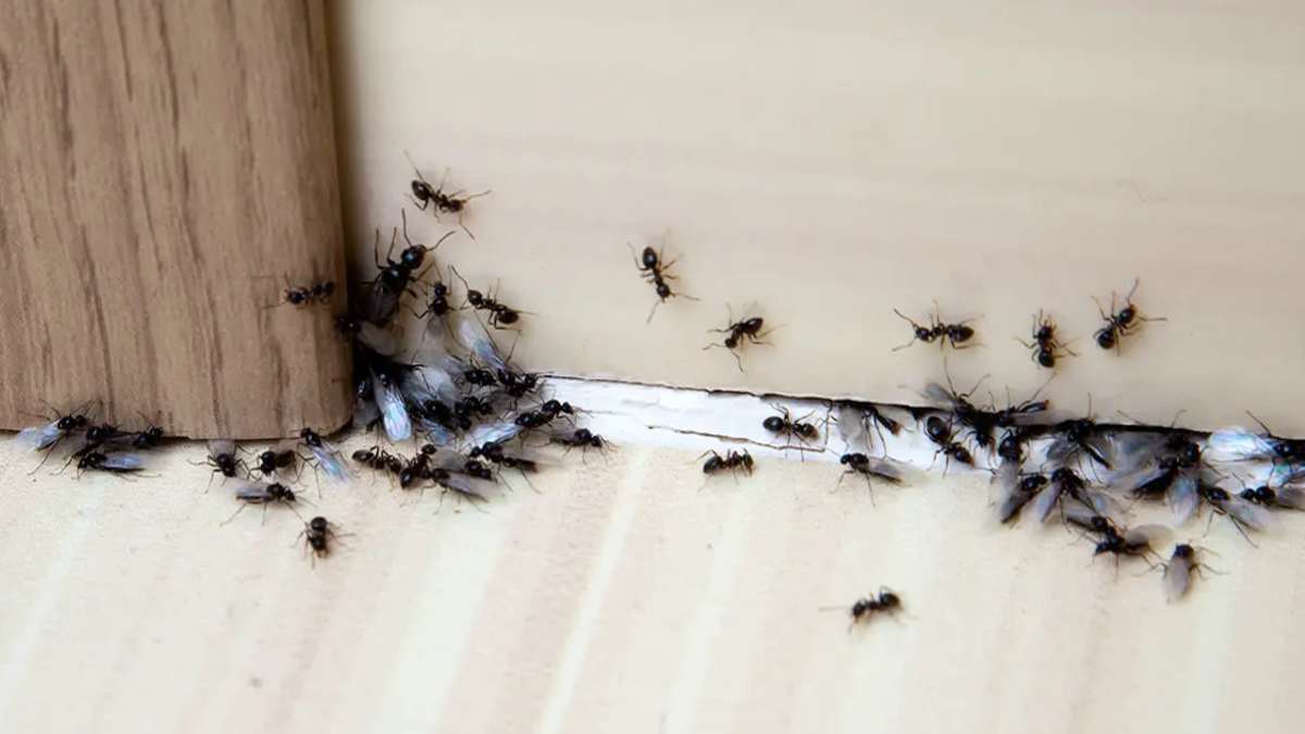 éloigner les fourmis de votre maison