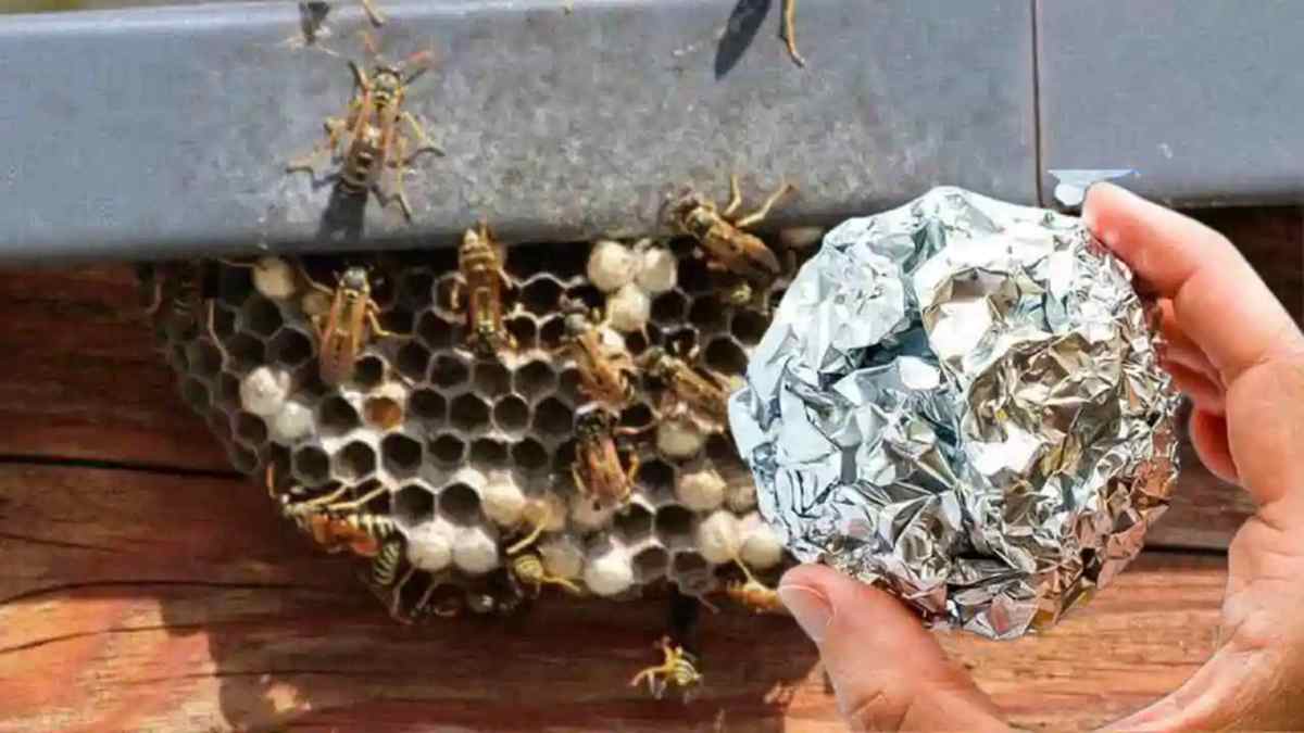 L'astuce du papier d'aluminium permet de chasser définitivement les abeilles et les guêpes du balcon