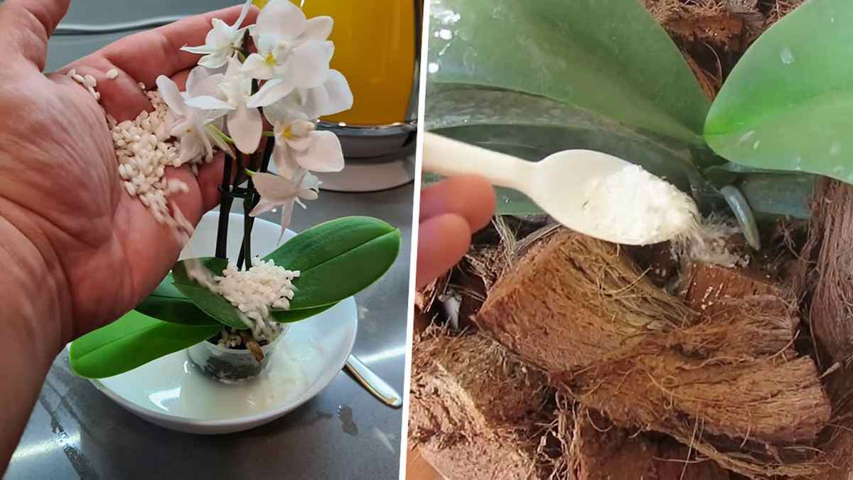 Les 4 ingrédients avec lesquels nourrir vos orchidées