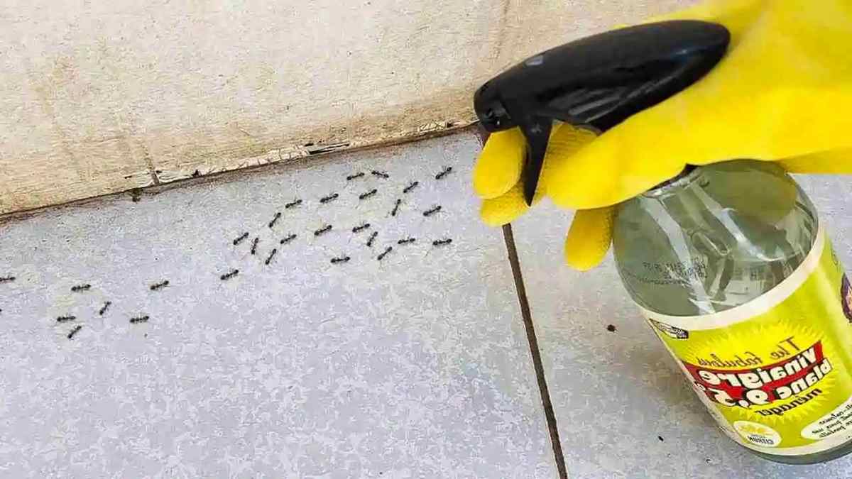 les fourmis s'éloigneront de votre maison