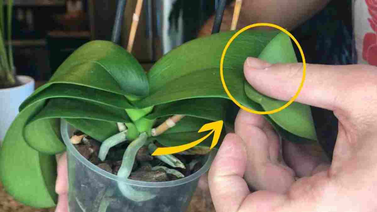 Orchidée à feuilles molles et pendantes