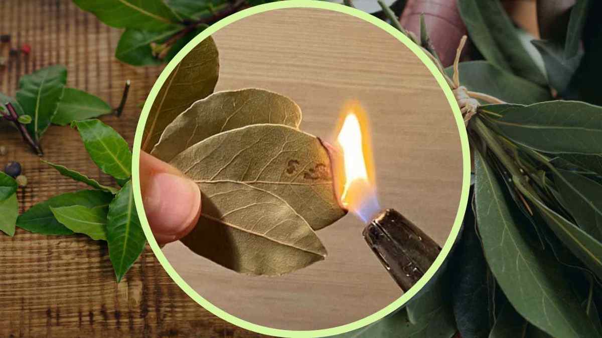 brûle les feuilles de laurier