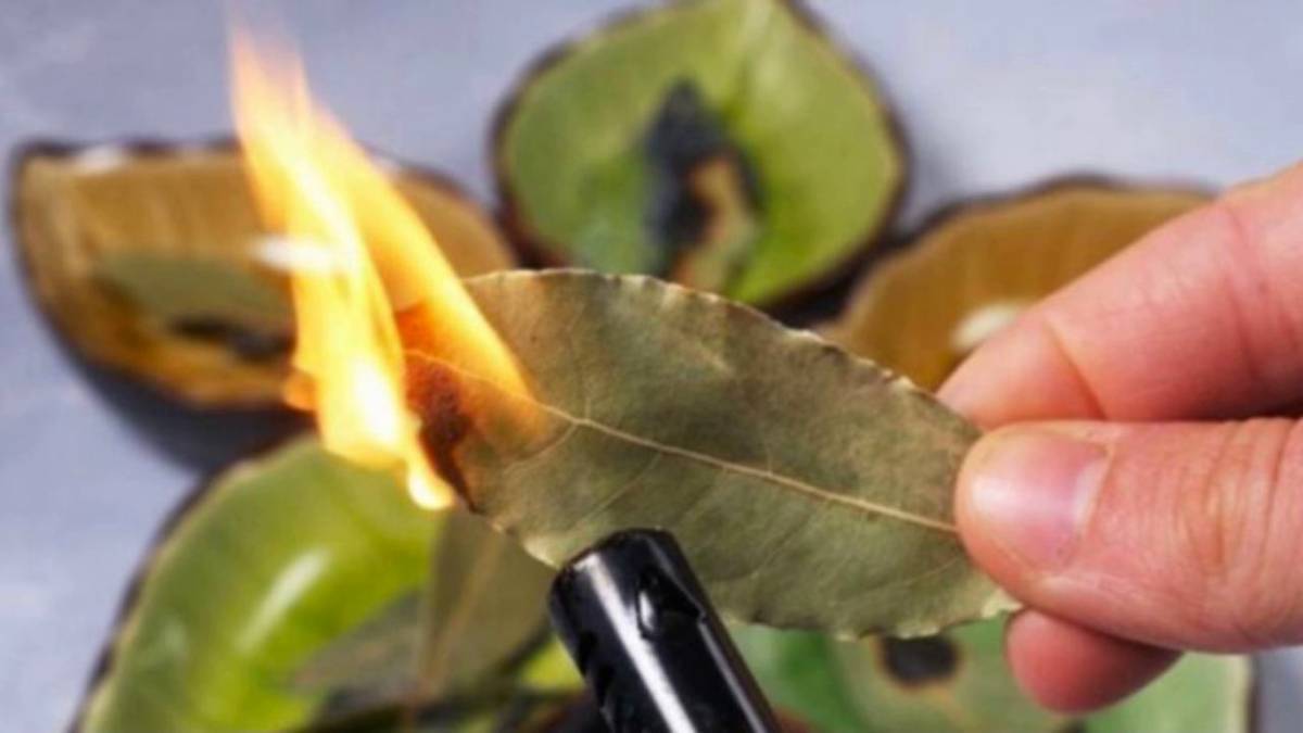 Brûler des feuilles de laurier
