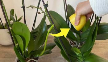 citron dans des orchidée
