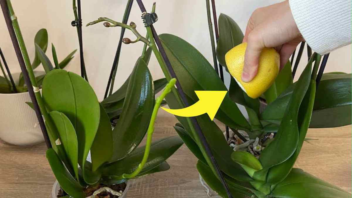 citron dans des orchidée