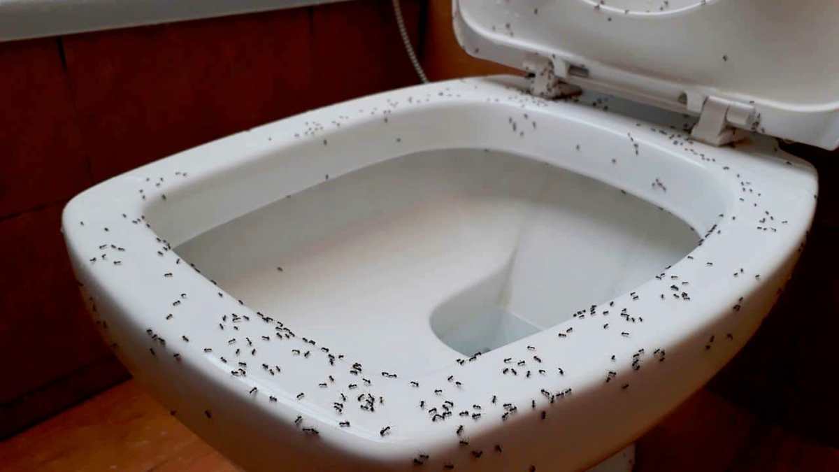 fourmis dans la salle de bain