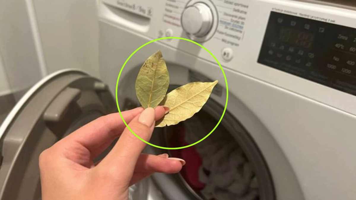 Laurel dans la machine à laver