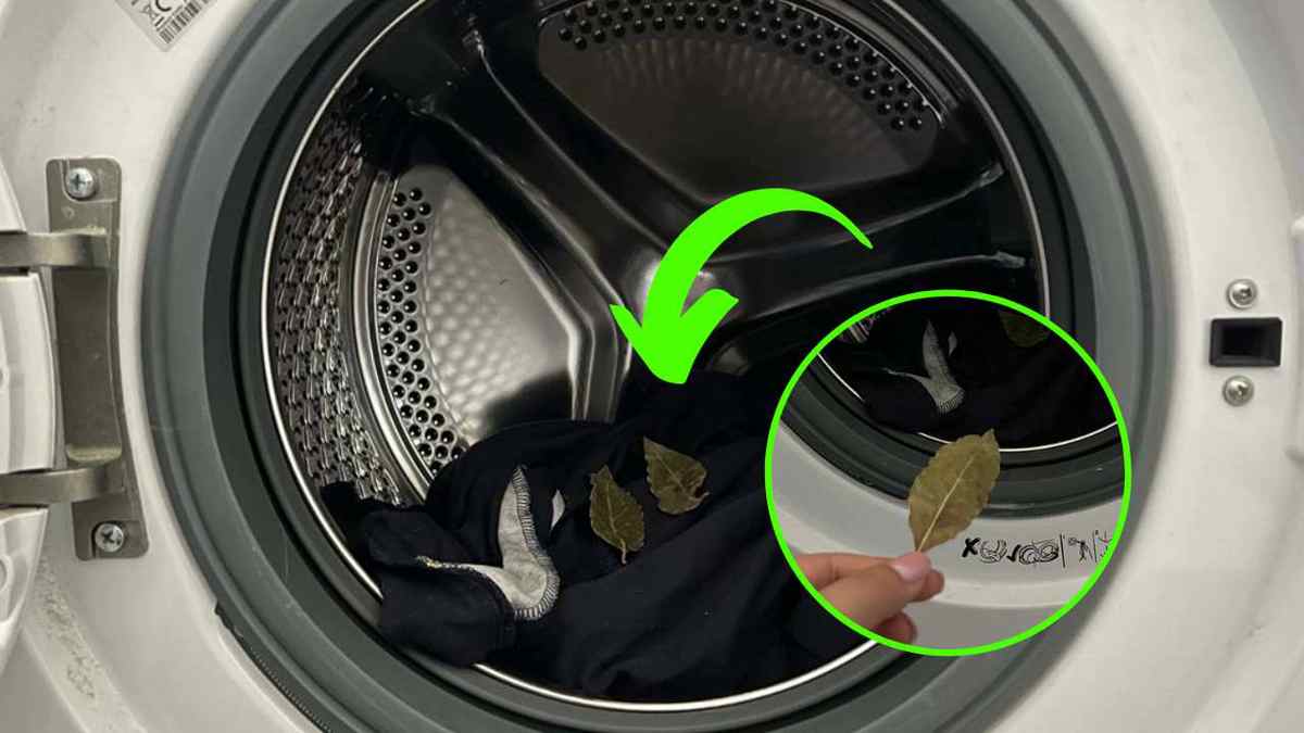 Le laurier dans la machine à laver