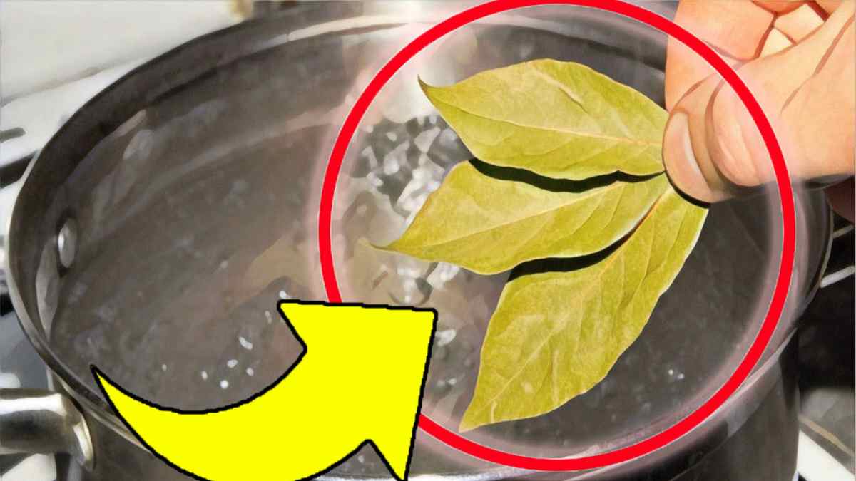 Mettez 3 feuilles de laurier dans de l'eau