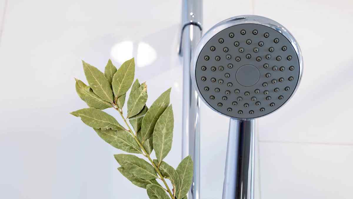 feuilles de laurier dans la douche