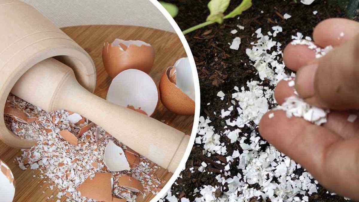 Ne jetez pas les coquilles d'œuf