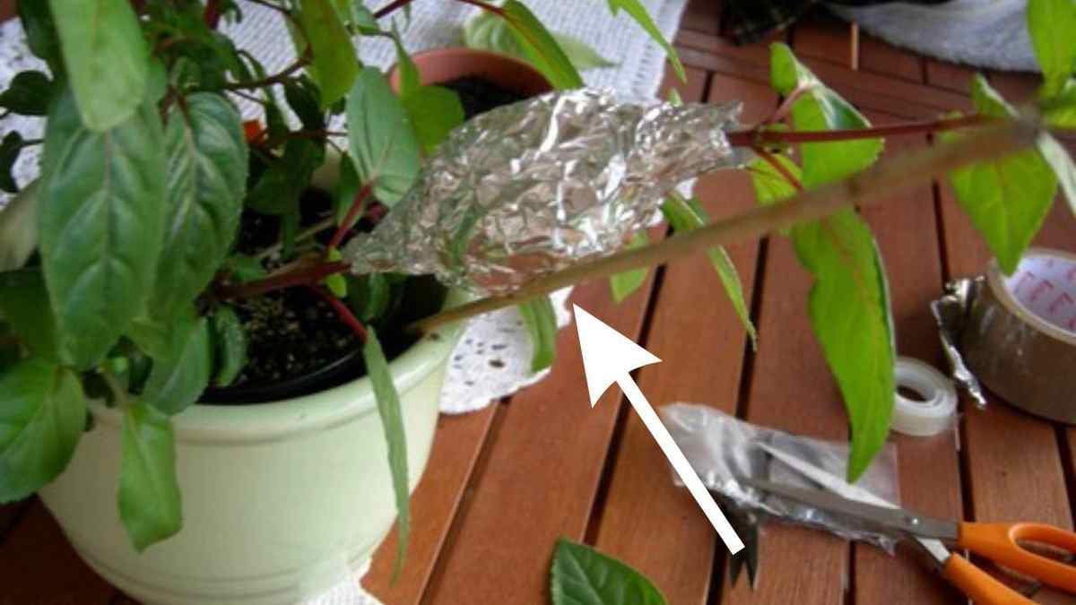 Plantes mettre du papier d'aluminium dans les pots