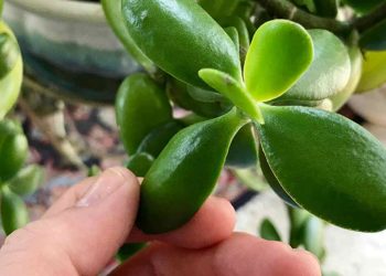 Arbre de jade