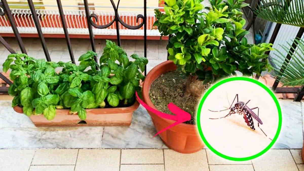Ces 6 plantes parfumées éloignent les moustiques du balcon