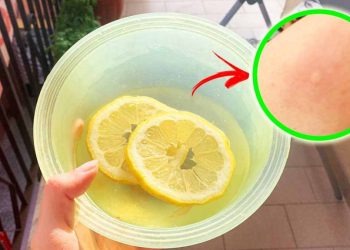 Comment éviter les piqûres de moustiques lorsqu'on se tient sur un balcon