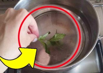 Faites bouillir 3 feuilles de menthe dans une casserole