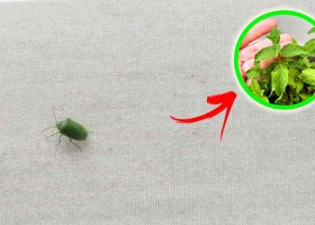 des insectes verts de balcon de votre maison