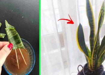 multiplier les Sansevieria