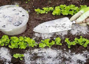 utiliser les cendres de cheminée dans le jardin