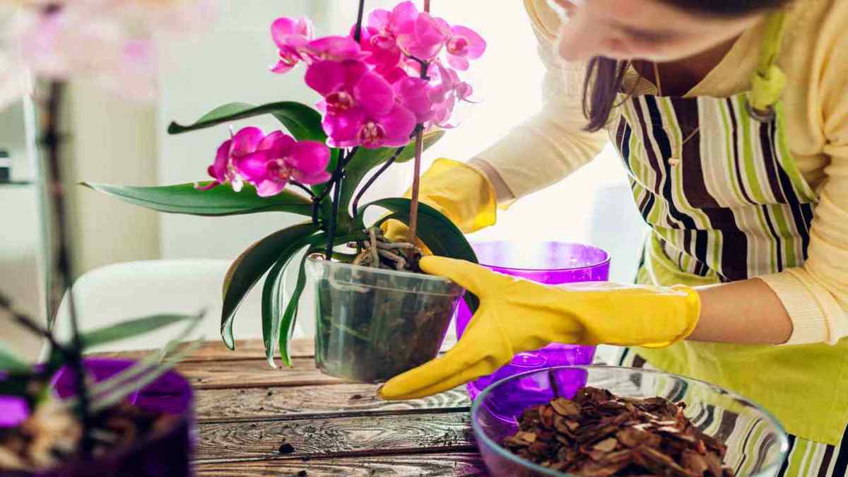 Les meilleures orchidées pour la saison froide