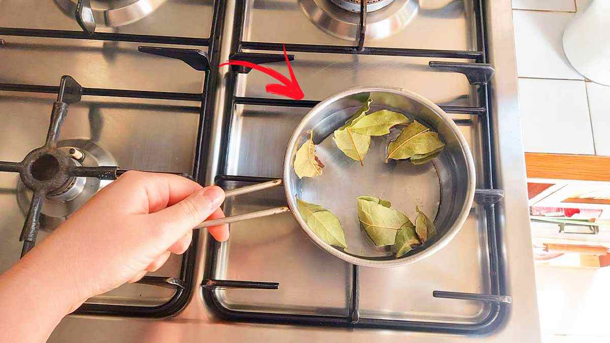 éliminer les mauvaises odeurs dans la cuisine avec le laurier